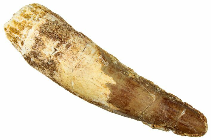 Fossil Spinosaurus Tooth - Real Dinosaur Tooth #327886